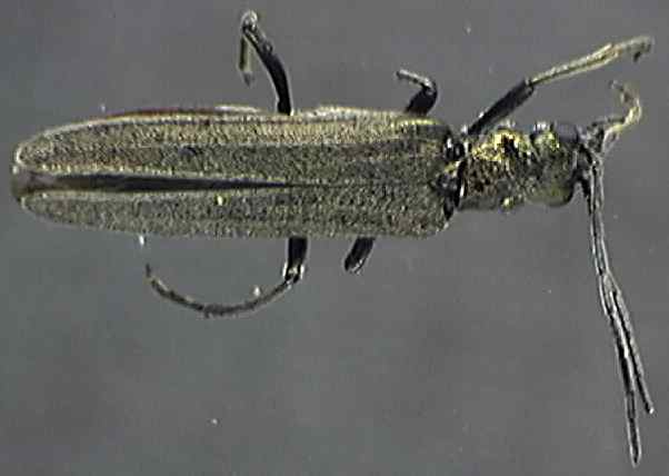 Oedemera lurida